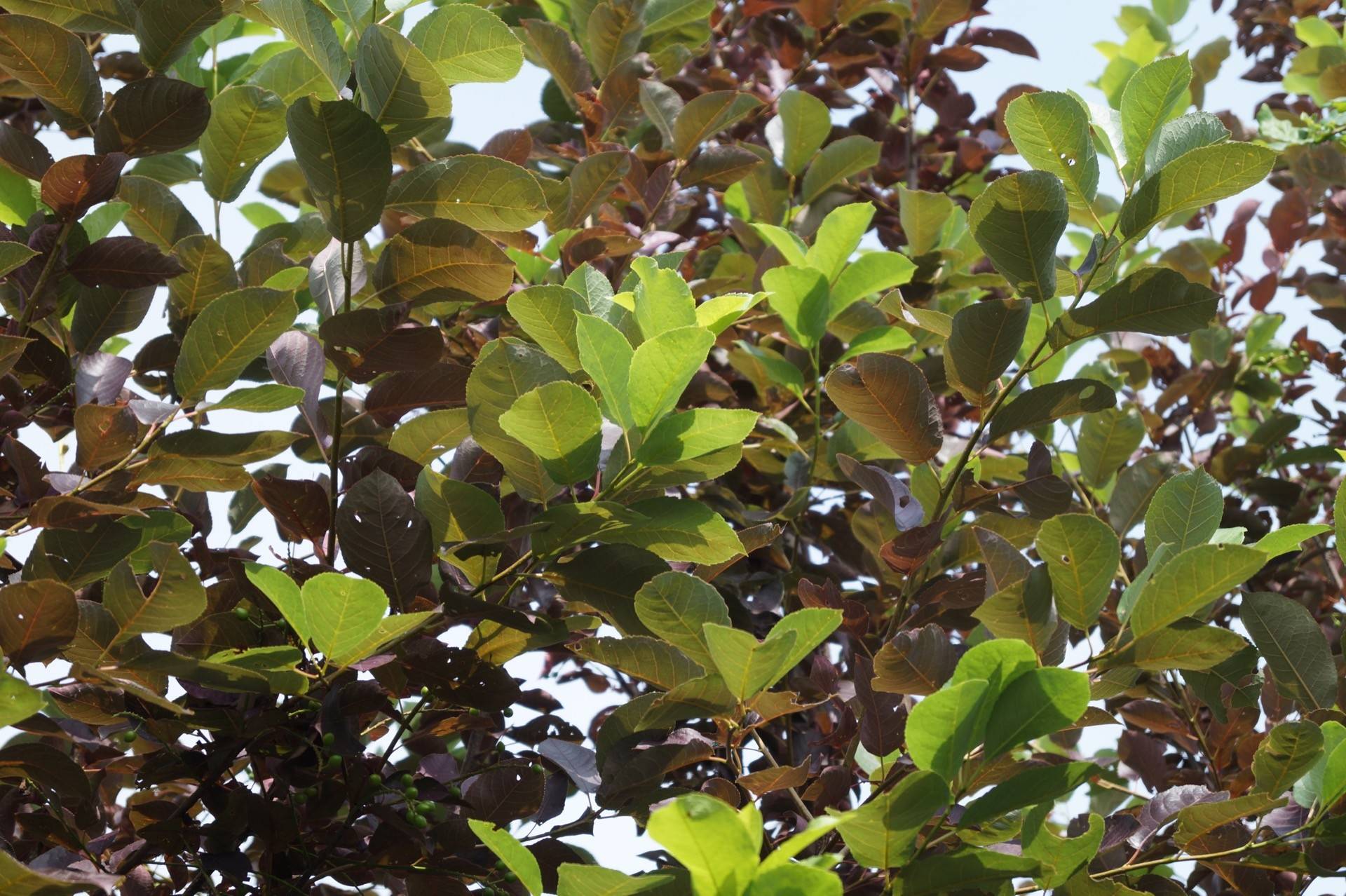 Prunus virginiana Shubert_02